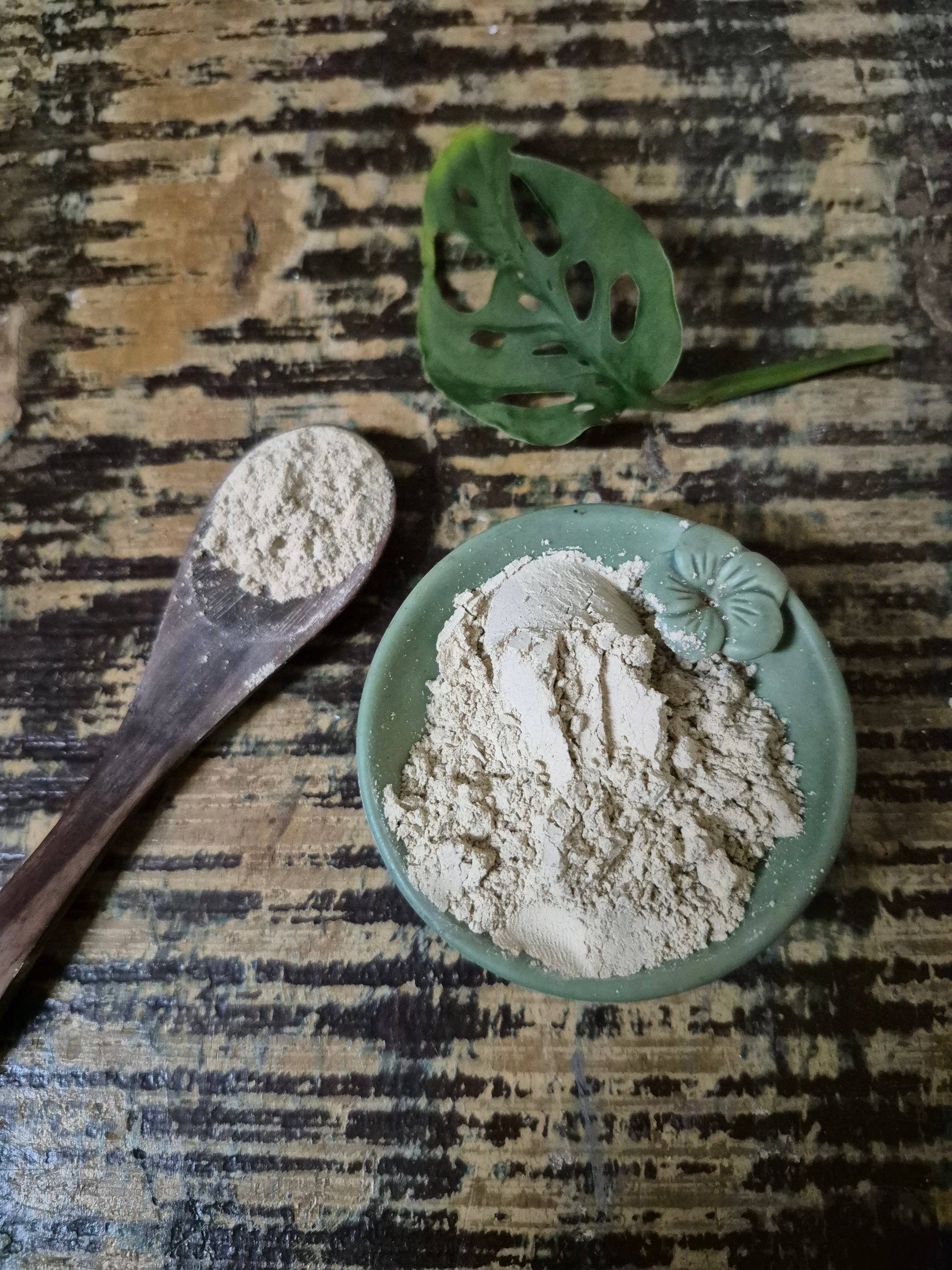 "Close-up of dried astragalus powder  herb on a wooden spoon, with additional herbs in a white ceramic bowl on a rustic wooden surface."