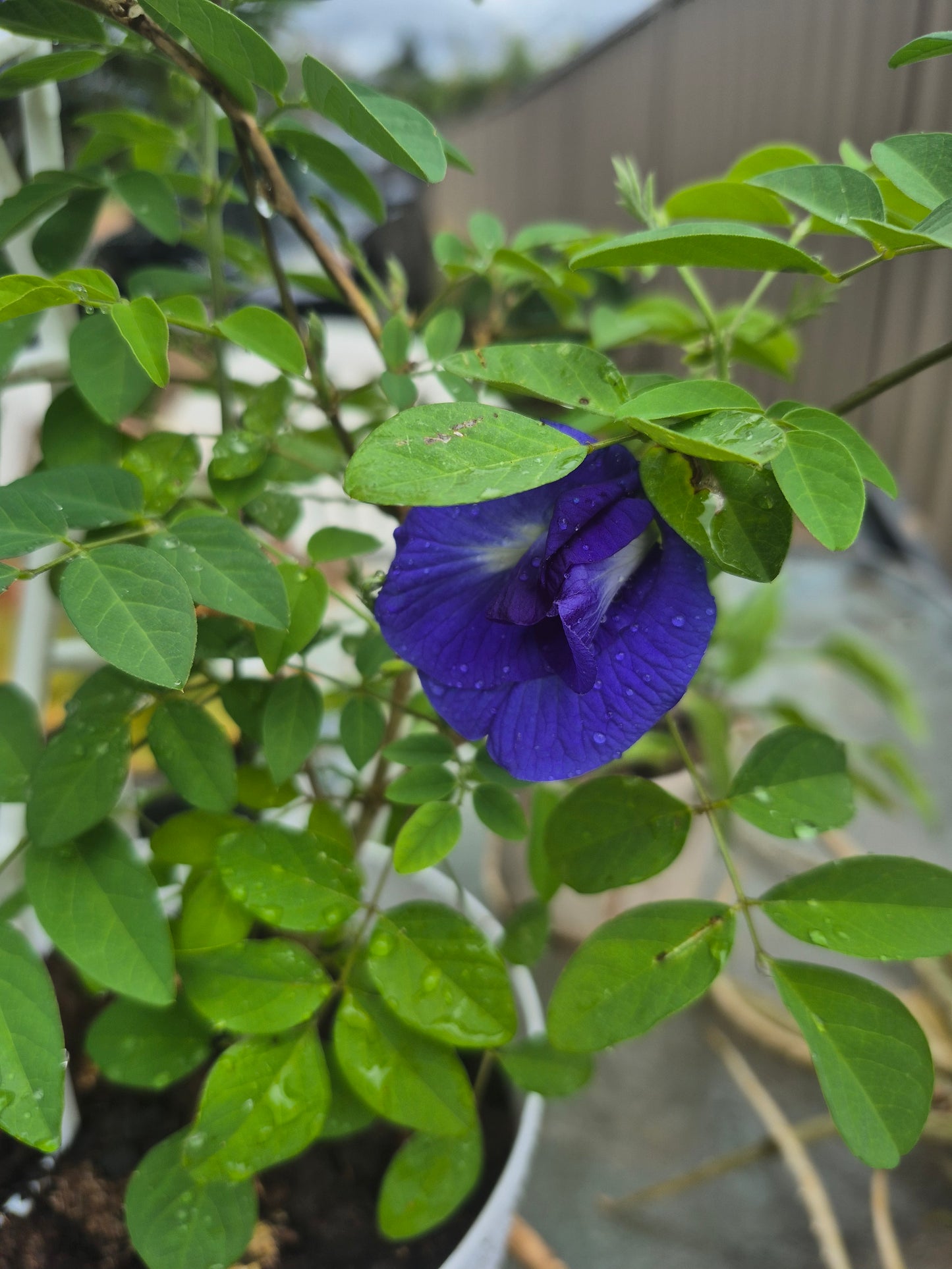 Butterfly Pea