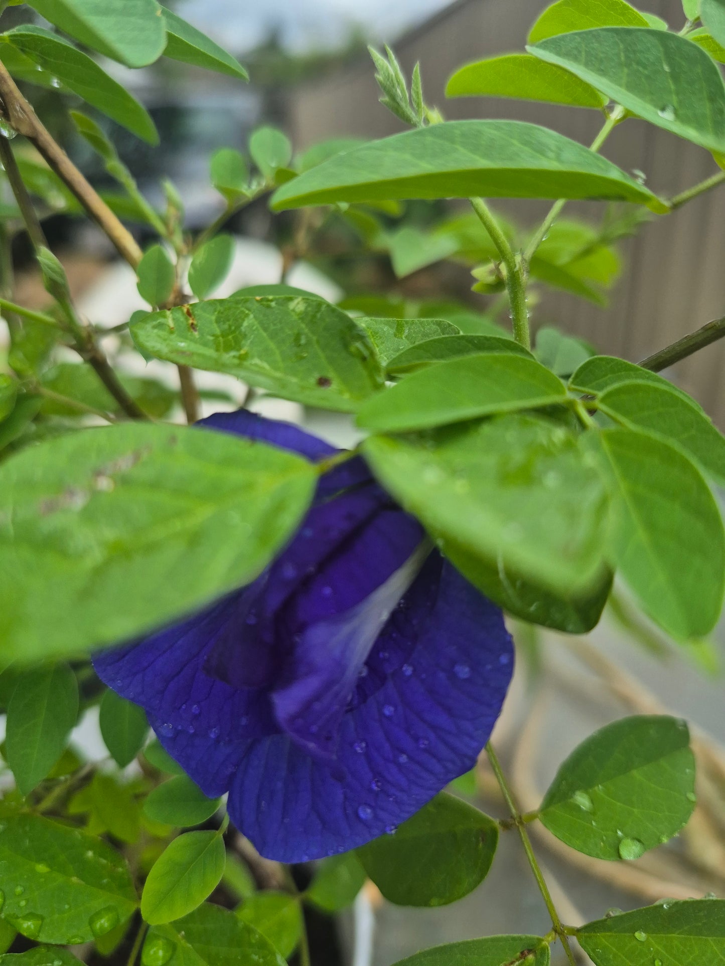 Butterfly Pea