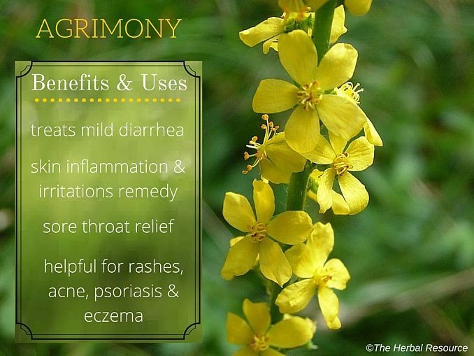 AGRIMONY Organic 50 grams